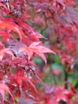 FZ009472 Red leafs.jpg